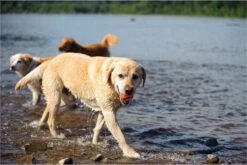 Chuckit! Ultra Bal - L - 7 Cm -Honden Benodigdheden Verkoop 1200x800 201