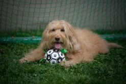 Honden Speelgoed Bal Voetbal Extra Sterk Met Handvaten Ball Hondenbal - 15 Cm - Dutchwide -Honden Benodigdheden Verkoop 1200x800 202