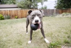 Kong Extreme -Honden Benodigdheden Verkoop 1200x800 212