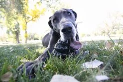 Kong Extreme - Hondenspeelgoed - Zwart - XL 41 Kong Extreme - Hondenspeelgoed - Zwart - XL -Honden Benodigdheden Verkoop 1200x800 229