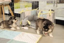 Beeztees Puppy Cosy Doggy - Hondenspeelgoed - Grijs - 120x12x9,5 Cm -Honden Benodigdheden Verkoop 1200x800 237