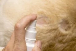 Petoxil Pet Spray Met Colloïdaal Zilver Is Speciaal Ontworpen Voor Gebruik Op Alle (huis) Dierensoorten. Revolutionair In Hygiëne -Honden Benodigdheden Verkoop 1200x800 29