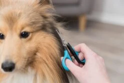 Trixie Gezicht- En Potenschaar Kunststof / Rvs 8 Cm 15 Trixie Gezicht- En Potenschaar Kunststof / Rvs 8 Cm -Honden Benodigdheden Verkoop 1200x800 38