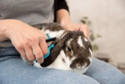 Trixie Gezicht- En Potenschaar Kunststof / Rvs 8 Cm 17 Trixie Gezicht- En Potenschaar Kunststof / Rvs 8 Cm -Honden Benodigdheden Verkoop 1200x800 40