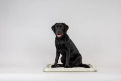 Easypets Puppy Training Pads - Zindelijkheidstraining - Hondentoilet - 60 X 60 Cm - 250 Stuks - INCL. PADHOUDER -Honden Benodigdheden Verkoop 1200x800 54
