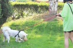 Merkloos Hondenriem - Reflecterende Hondenriem - Rood -Honden Benodigdheden Verkoop 1200x800 65