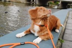 Rebel Petz - Honden Trainingslijn Met Halsband - Taupe, Zwart, Groen & Oranje - Maat Small Of Large - Kleur: Oranje, Maat: Large -Honden Benodigdheden Verkoop 1200x800 70