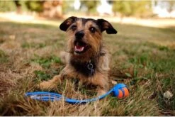 Chuckit! Chuckit Pro Ball - Werpstok - Apporteren- 25m Ver - 63 Cm -Honden Benodigdheden Verkoop 1200x804 8