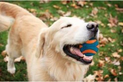 Chuckit! Chuckit Ultra Squeaker Ball Medium ø 6 Cm 2 - Pack -Honden Benodigdheden Verkoop 1200x806 11