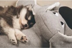 Beeztees Puppy Boomba XL - Hondenspeelgoed - Grijs - 70x40x21 Cm -Honden Benodigdheden Verkoop 1200x806 12