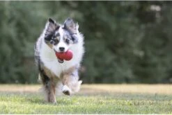 Kong Kauwbot - Hondenspeelgoed - Rood - S -Honden Benodigdheden Verkoop 1200x806 13