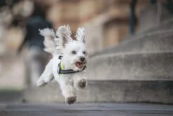 Julius K9 Julius-K9 IDC®Powertuig, 3XS - Baby1, Zwart -Honden Benodigdheden Verkoop 1200x807 1