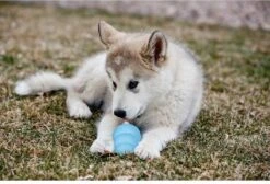 Kong Puppy - Kauwbot Hondenspeelgoed Small - Kauwbot - 85mm X 42mm - Groen/Wit -Honden Benodigdheden Verkoop 1200x818 4