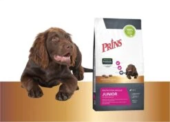 Prins Protection Croque Junior - Performance - Hondenvoer - 10 Kg -Honden Benodigdheden Verkoop 1200x867