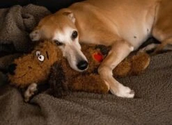 Merkloos Hondenknuffel - Puppyknuffel Met Hartslag - Knuffel Met Hartslag - Antistress Hond - Hondenspeelgoed 17 Merkloos Hondenknuffel - Puppyknuffel Met Hartslag - Knuffel Met Hartslag - Antistress Hond - Hondenspeelgoed -Honden Benodigdheden Verkoop 1200x875 2