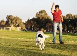 Kong Extreme -Honden Benodigdheden Verkoop 1200x881 7