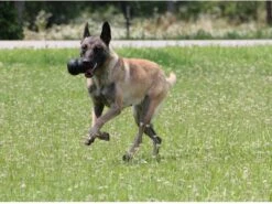 Kong Extreme -Honden Benodigdheden Verkoop 1200x898 8