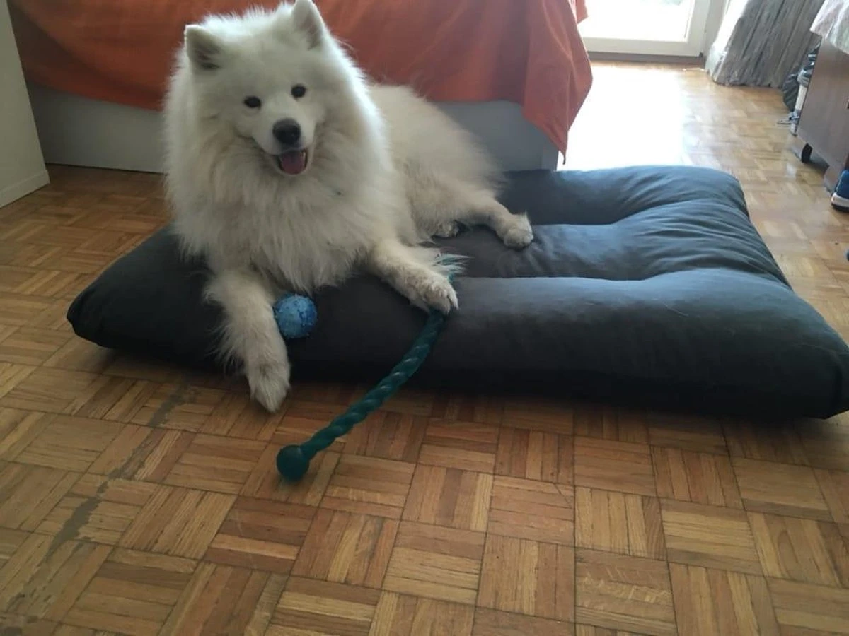 Hondenkussen XXXL -Donkergrijs - 85 X 120 X 14 9 Hondenkussen XXXL -Donkergrijs - 85 X 120 X 14 - Afbeelding 7