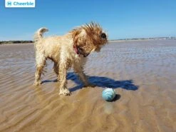 Cheerble Wicked Ball W1| Geel| Zelf Rollende Bal Voor Honden | 3 Automatische Speelmodi | Interactief En Intelligentie Hondenspeelgoed | Hondenspeeltje| USB Oplaadbaar 17 Cheerble Wicked Ball W1| Geel| Zelf Rollende Bal Voor Honden | 3 Automatische Speelmodi | Interactief En Intelligentie Hondenspeelgoed | Hondenspeeltje| USB Oplaadbaar -Honden Benodigdheden Verkoop 1200x900 36