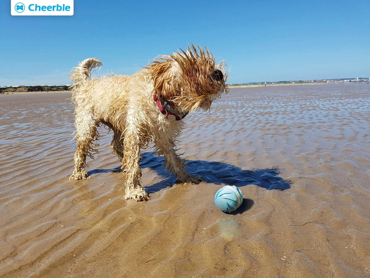 Cheerble Wicked Ball W1| Geel| Zelf Rollende Bal Voor Honden | 3 Automatische Speelmodi | Interactief En Intelligentie Hondenspeelgoed | Hondenspeeltje| USB Oplaadbaar 7 Cheerble Wicked Ball W1| Geel| Zelf Rollende Bal Voor Honden | 3 Automatische Speelmodi | Interactief En Intelligentie Hondenspeelgoed | Hondenspeeltje| USB Oplaadbaar - Afbeelding 5