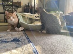 Pishoo® Kattentunnel - Speeltunnel Kat - Kattenspeeltjes - Kattenmand - Kattenhuis - Lichtgroen -Honden Benodigdheden Verkoop 1200x900 38