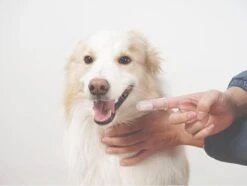 Merkloos Vinger Tandenborstel – 2 X -Honden Benodigdheden Verkoop 1200x904 5