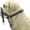 Beeztees Dog Control - Halsband Hond - Zwart - M-Speciaal