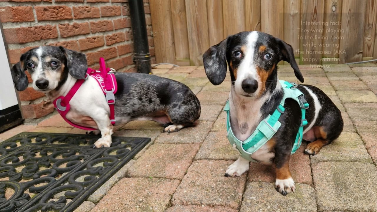 Honden Benodigdheden Verkoop -Honden Benodigdheden Verkoop 3