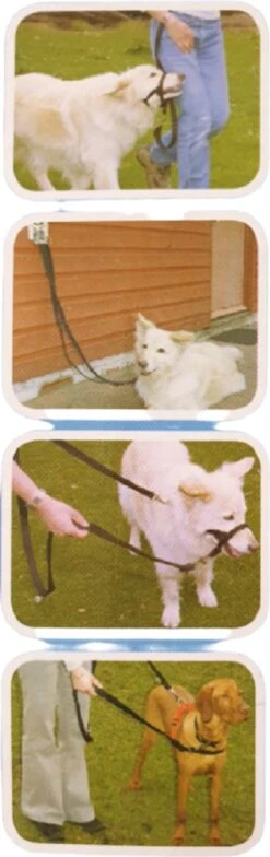 Company Of Animals Halti Trainingslijn - Large - 2 Meter - Verstelbaar - Zwart -Honden Benodigdheden Verkoop 378x1200 1