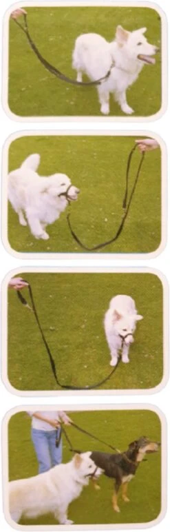 Company Of Animals Halti Trainingslijn - Large - 2 Meter - Verstelbaar - Zwart -Honden Benodigdheden Verkoop 384x1200