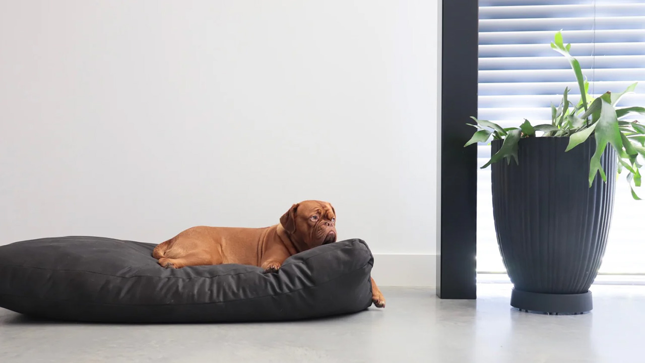 Honden Benodigdheden Verkoop -Honden Benodigdheden Verkoop 4