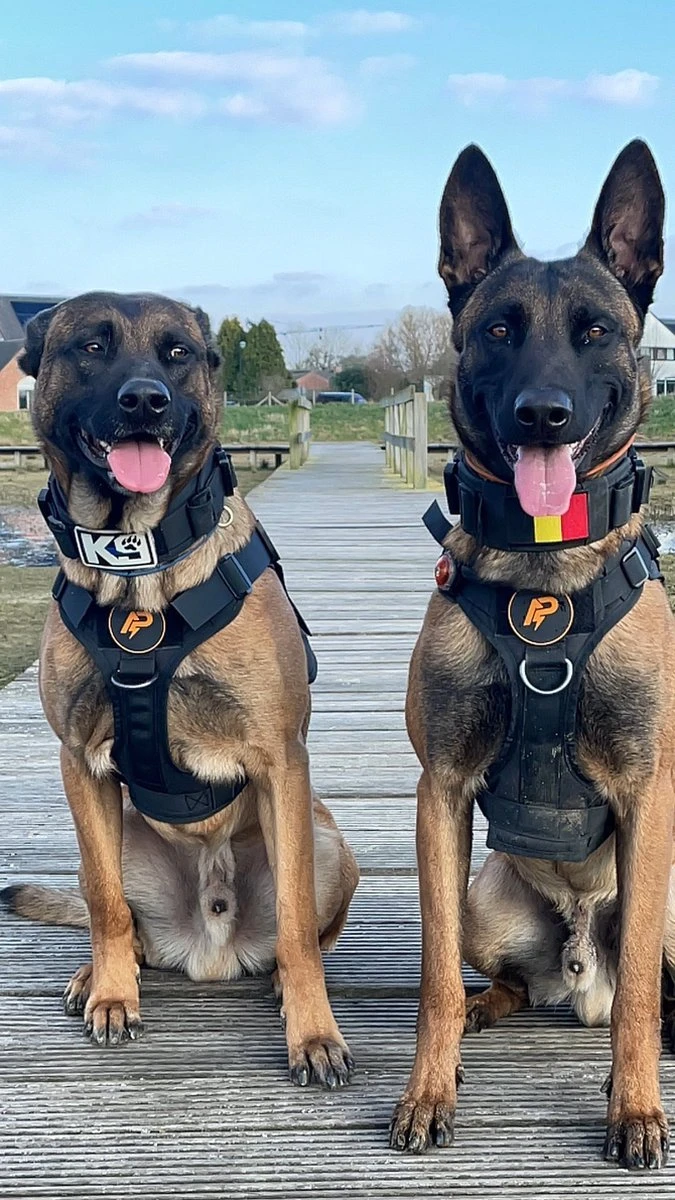 Always Prepared © Pro K9 Hondentuig - Anti Trek - Y Tuig - Middel En Grote Hond - Veiligheidstuig 13 Always Prepared © Pro K9 Hondentuig - Anti Trek - Y Tuig - Middel En Grote Hond - Veiligheidstuig - Afbeelding 11