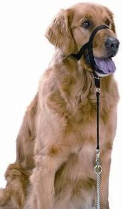 Halti Headcollar - Maat 2 -Honden Benodigdheden Verkoop 700x1200 1