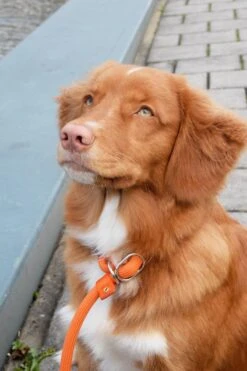 Rebel Petz - Honden Trainingslijn Met Halsband - Taupe, Zwart, Groen & Oranje - Maat Small Of Large - Kleur: Zwart, Maat: Large -Honden Benodigdheden Verkoop 800x1200 25