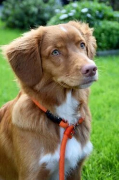 Rebel Petz - Honden Trainingslijn Met Halsband - Taupe, Zwart, Groen & Oranje - Maat Small Of Large - Kleur: Oranje, Maat: Large -Honden Benodigdheden Verkoop 800x1200 31