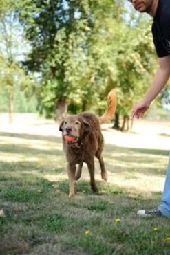 Chuckit! Ultra Bal - L - 7 Cm -Honden Benodigdheden Verkoop 800x1200 63