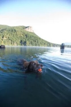 Chuckit! Ultra Ball XL – Honden Speelgoed – Ø 9 Cm – Oranje/Blauw – Apporteerspeelgoed – 1-Pack -Honden Benodigdheden Verkoop 800x1200 64