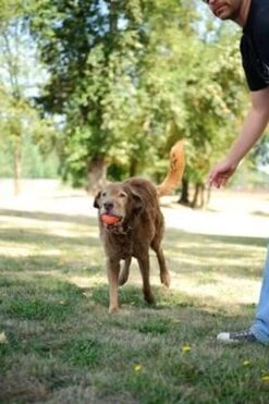 Chuckit! Ultra Ball XL – Honden Speelgoed – Ø 9 Cm – Oranje/Blauw – Apporteerspeelgoed – 1-Pack -Honden Benodigdheden Verkoop 800x1200 65