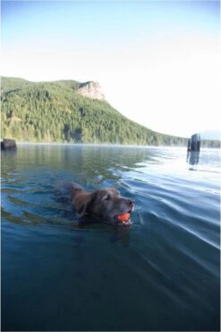 Chuckit! Ultra Bal - L - 7 Cm -Honden Benodigdheden Verkoop 801x1200 8