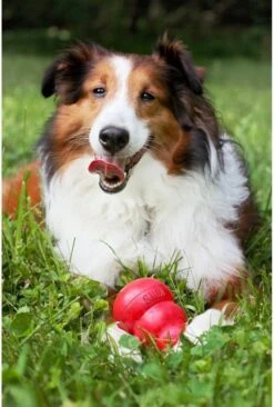 Kong Kauwbot - Hondenspeelgoed - Rood - L -Honden Benodigdheden Verkoop 810x1200 9