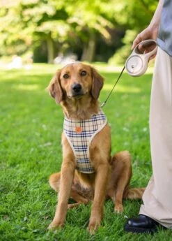 Hondenriem - Leiband Hond - Rollijn - 5 Meter - Beige - Riem Met Oprolsysteem - Hondenriem Flexi - Hondenlijn - Uitlaatriem -Honden Benodigdheden Verkoop 858x1200 3