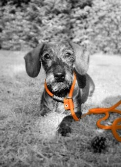 Rebel Petz - Honden Trainingslijn Met Halsband - Taupe, Zwart, Groen & Oranje - Maat Small Of Large - Kleur: Zwart, Maat: Large -Honden Benodigdheden Verkoop 870x1200 2