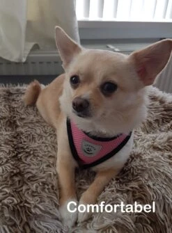 Luxyana Pets Hondentuig - M - 32-55cm - Harnas Voor Hond Of Grote Kat - Easy Step-in Hondenharnas - Inclusief Bijpassend Riempje - Zwart -Honden Benodigdheden Verkoop 884x1200 4