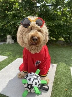 Honden Speelgoed Bal Voetbal Extra Sterk Met Handvaten Ball Hondenbal - 15 Cm - Dutchwide -Honden Benodigdheden Verkoop 899x1200 25