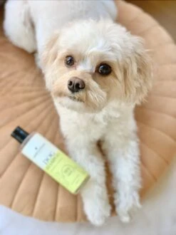 Fresh & Fluffy - Hondenshampoo Kamille / Patchouli - Geschikt Voor Alle Hondenrassen - Natuurlijk & Vegan Voor De Gevoelige Huid - 250ml 9 Fresh & Fluffy - Hondenshampoo Kamille / Patchouli - Geschikt Voor Alle Hondenrassen - Natuurlijk & Vegan Voor De Gevoelige Huid - 250ml -Honden Benodigdheden Verkoop 899x1200 6