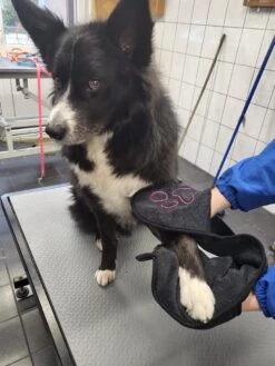 N4dogs – Hondenhanddoek – Honden Handdoek – Microvezel Handdoek – Handdoek Hond – Droogdoek Hond – Dierendeken – Sterk Absorberend – Handdoek Met Zakken - Zwart - 66 X 23 Cm -Honden Benodigdheden Verkoop 900x1200 15