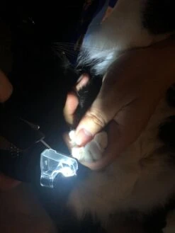 SunnyPets - Professionele Dieren Nagelknipper - Wit - Met LED En Vijl - Hond - Kat - Geschikt Voor Alle - Nageltang -Honden Benodigdheden Verkoop 900x1200 17