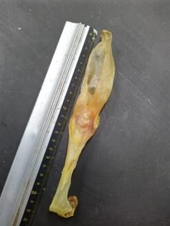 Konijn Oor Konijnoren 1kg Van De Snackmeester 100% Natuurlijk Natural Naturel 9 Konijn Oor Konijnoren 1kg Van De Snackmeester 100% Natuurlijk Natural Naturel -Honden Benodigdheden Verkoop 900x1200 3