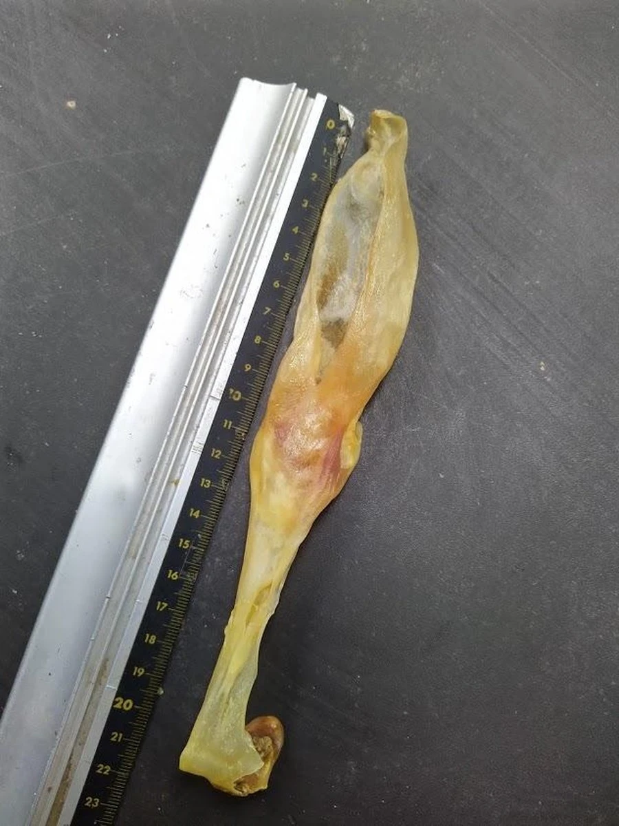 Konijn Oor Konijnoren 1kg Van De Snackmeester 100% Natuurlijk Natural Naturel 6 Konijn Oor Konijnoren 1kg Van De Snackmeester 100% Natuurlijk Natural Naturel - Afbeelding 4