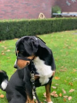 Gentle Leader Hoofdhalster Medium Zwart Beaphar 21 Gentle Leader Hoofdhalster Medium Zwart Beaphar -Honden Benodigdheden Verkoop 900x1200 30